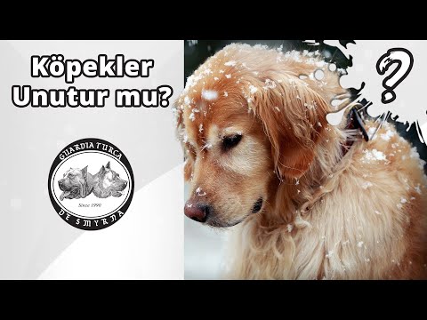 Köpekler Unutur Mu? - Köpek Hafızası Nasıl Çalışır?