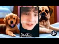 Pawsitively Spooky: Viral Dog Pillow Compilation That Will Make You Howl! 🐾👻 #CreepyCanineCraze