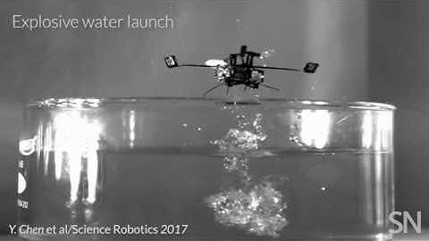 Insect-inspired robot travels by air and water | Science News