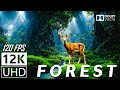 Forest  film de relaxation pittoresque 12k avec musique apaisante  12k 120fps vido ultra.