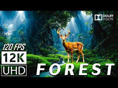 FOREST Scenic Relaxation Film  With Calming Music