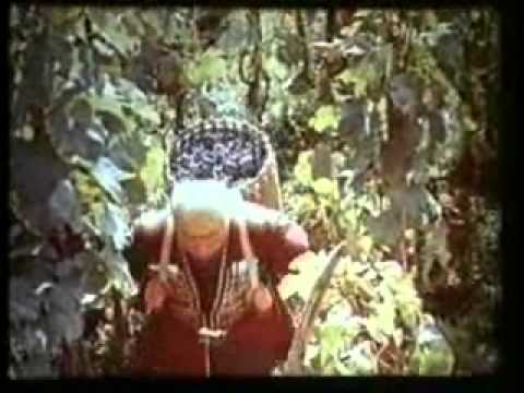 ყურძენმა თქვა