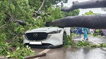 Khoảnh khắc cây xà cừ cổ thụ bật gốc đè bẹp ô tô trên đường Trần Phú