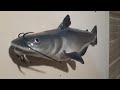 18" catfish