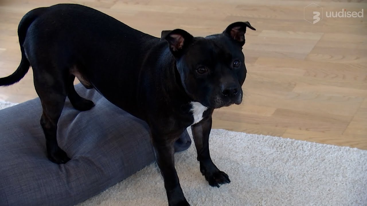 TV3 uudised: raadiohääl Andres Puusepp õpetab oma suurele sõbrale igasugu trikke