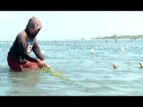 Video: Bolehkah air tawar menanam rumput laut?