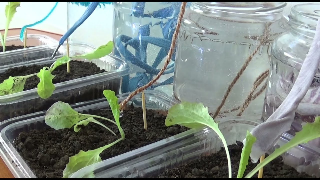 Self drip watering system for plants using 4 different threads 