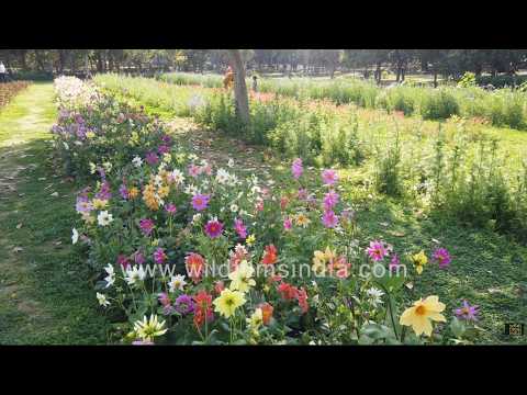 Colorful Single-flowered Dahlias bloom across Nehru Park in New Delhi