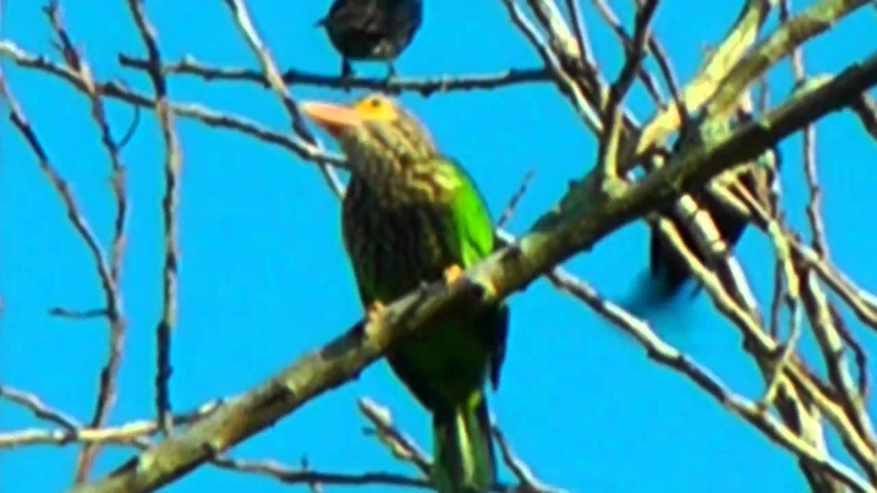 Barbet, Lineated - Megalaima lineata 