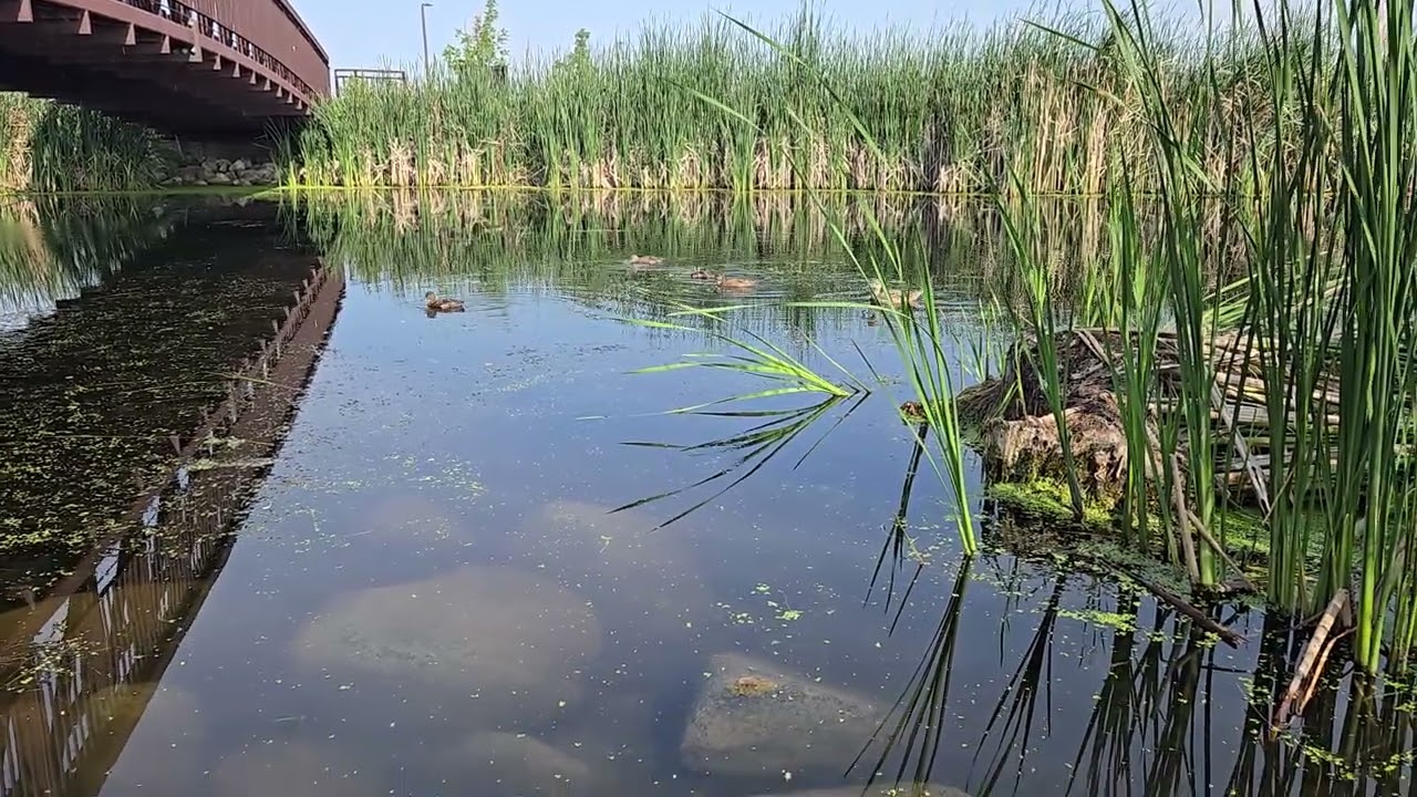 Pond is waking up in the morning,JULY,wild ducklings 