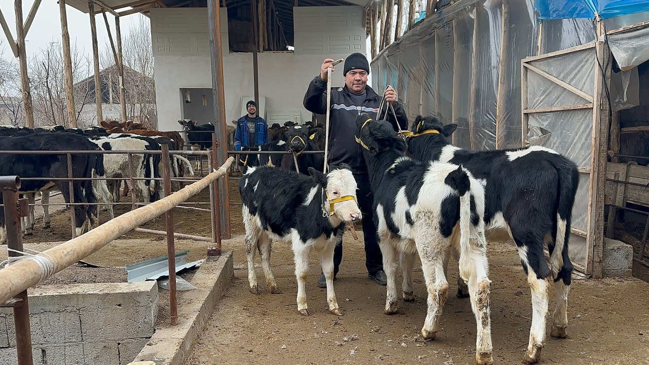 REKORD PORLADI🤯RUS🇷🇺UZB🇺🇿KG🇰🇬NASILDOR HUNOJINLARI💰BEKORGA BOLDI🍋