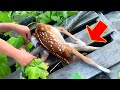 Rescuing a stranded stray baby deer a familys life is constantly changed when