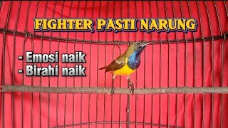 SOGON FIGHTER PASTI NARUNG EMOSI DAN BIRAHI NAIK SEKETIKA GACOR #sogon #sogongacor