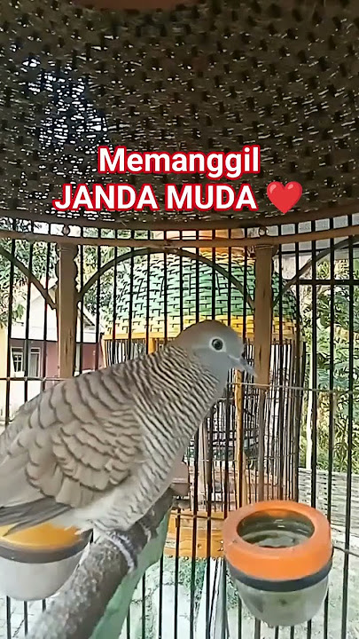 Masteran burung perkutut - memanggil JANDA, muda1932