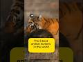 The 5 Best Animal Hunters In The World (2025) #guarddogs #animals #dogbreed