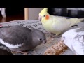 オカメインコ かじりま専科をかじる