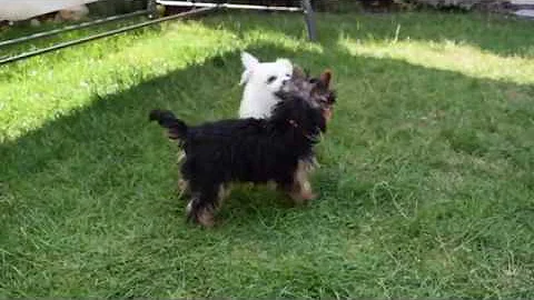 Bailly &  Amy