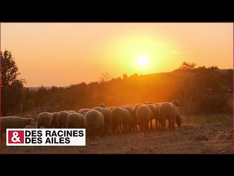 Vidéo: Que font les chiens de berger ?