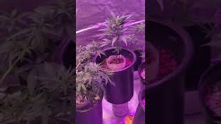 Morning Cannabis World🌎 🥐🥖