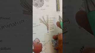 BEST EASY TRICKS TO LEARN ALL EXAMPLES OF ALGAE WITHOUT USING BRAIN