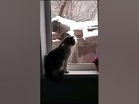 Грустный кот смотрит на снег (грустно смотрит) - YouTube
