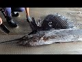 The Sailfish /Marlin /swordfish Stunning Cutting Skills雨傘旗魚切割技能