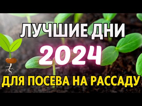 ЯНВАРЬ-ФЕВРАЛЬ 2024. Когда сеять на рассаду 2024. Лунный посевной календарь на январь-февраль 2024