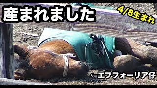 [仔馬LIVE] ブラーノの25 (父エフフォーリア)