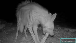 צבוע מפוספס מנסה לפצח עצם /  A striped hyena is trying to crack a bone