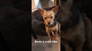 Max the Australian Terrier