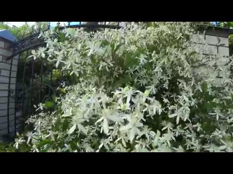 Video: Clematis Manchu