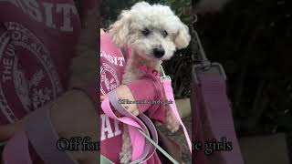 Just Two Rescue Queens Taking Over The City