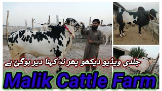 Fateh Jangi Bulls Farm in Islamabad | Top Quality Bulls Setup | Big Bulls in Islamabad 2021