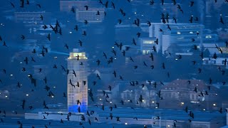 Giant Flock of Rooks Pre-Roosting in Brno, Czech Republic