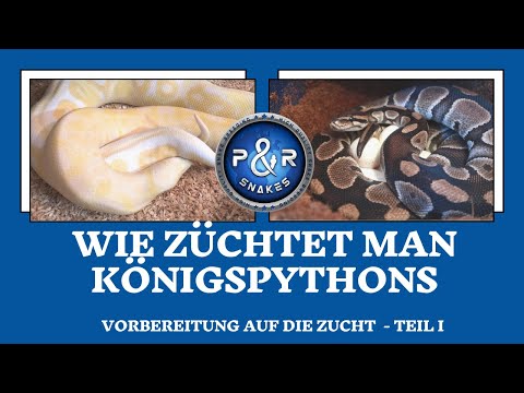 Video: Wie man die Eigenschaften eines toten Hundes erkennt (mit Bildern)