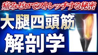 大腿四頭筋の解剖学攻略！痛みゼロでストレッチする秘密！