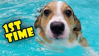 CORGI TRIES SWIMMING LESSONS FOR THE 1ST TIME - Life After College: Ep. 493