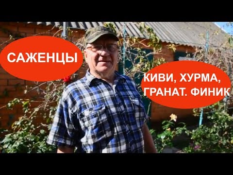 ГДЕ КУПИТЬ САЖЕНЦЫ? ВСЕ В ВЕЛИКОВЕЧНОЕ. КРАСНОДАРСКИЙ КРАЙ