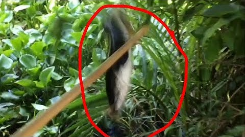 Câu cá lóc bằng vịt con, bầy khói lửa quá khủng con sông đầy lụt bình, một pha táp lên hàng