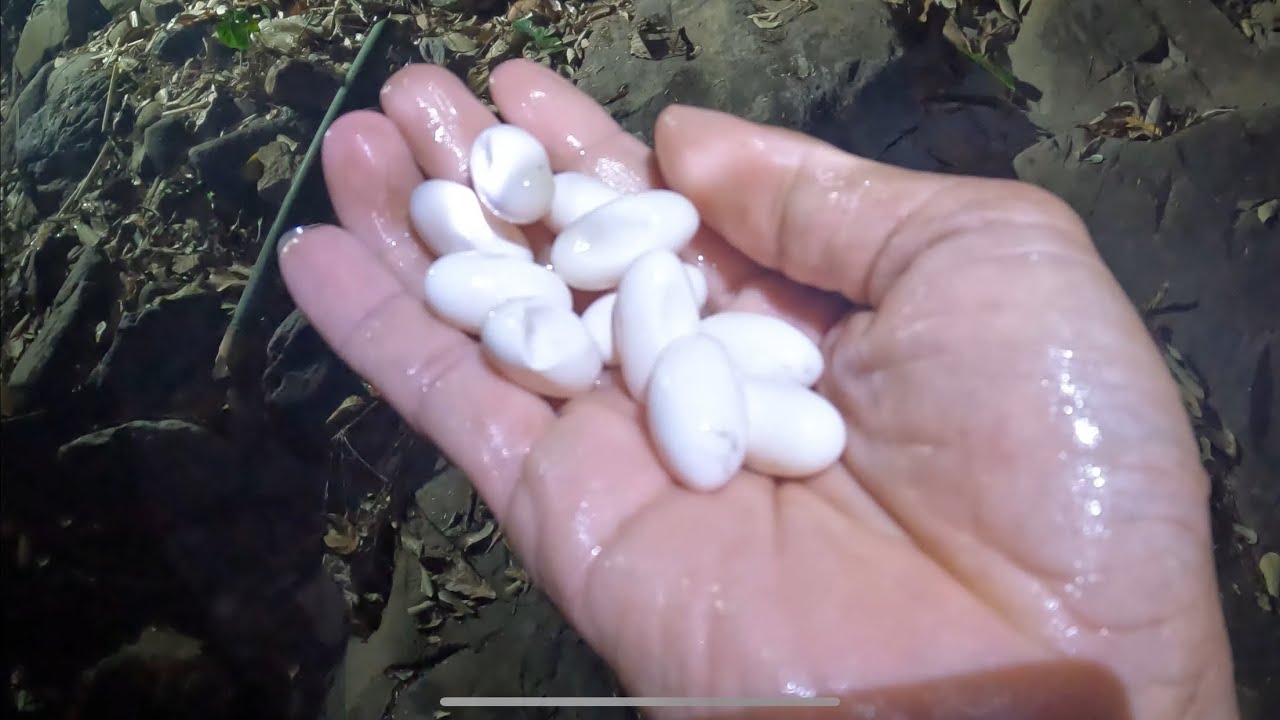 Hành trình đi bắt cá, nấu bữa cơm rừng tuyệt ngon