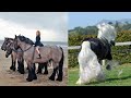 Funny and Cute Horse Videos That Will Change Your Mood For Good 2022 #1