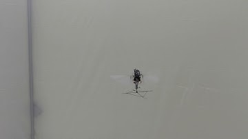 AVFL Robotic Hummingbird Flight Test Videos