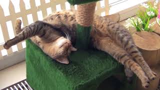 Минск музей кота и котокафе Минск музей кота и котокафе
