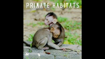 Primate Habitats