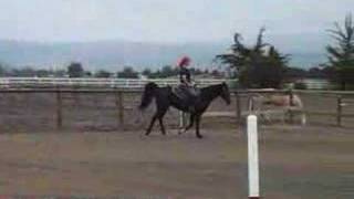 Sundown's Little Ebony (aka Ebony) Rocky Mountain Mare