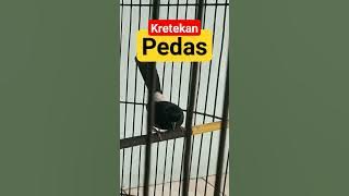pancingan murai batu pastol biar emosi...subcribes boss🙏👍