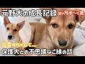 #5【保護犬を迎える】元野犬との不思議な出会いと、はじめての誕生日【１才のお祝い】