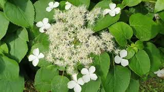 Hydrangea petiolaris hortenzie řapíkatá