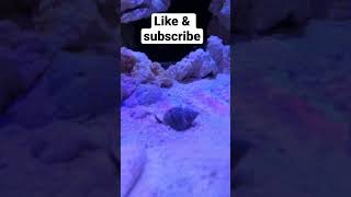Zombie snails #shorts #reeftank