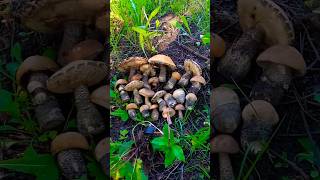 Шикарный сбор ГРИБОВ 2023 #shortsvideo #mushrooms